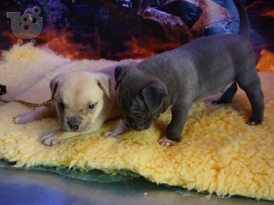 PoulaTo: Όμορφα κουτάβια Pitbull !!